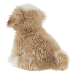 Murphy the Maltipoo Toy Dog