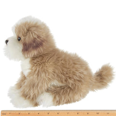 Murphy the Maltipoo Toy Dog